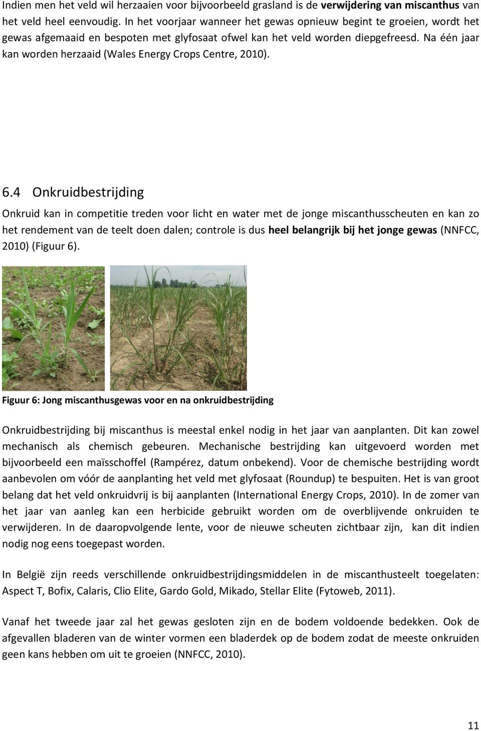 Na één jaar kan worden herzaaid (Wales Energy Crops Centre, 2010). 6.