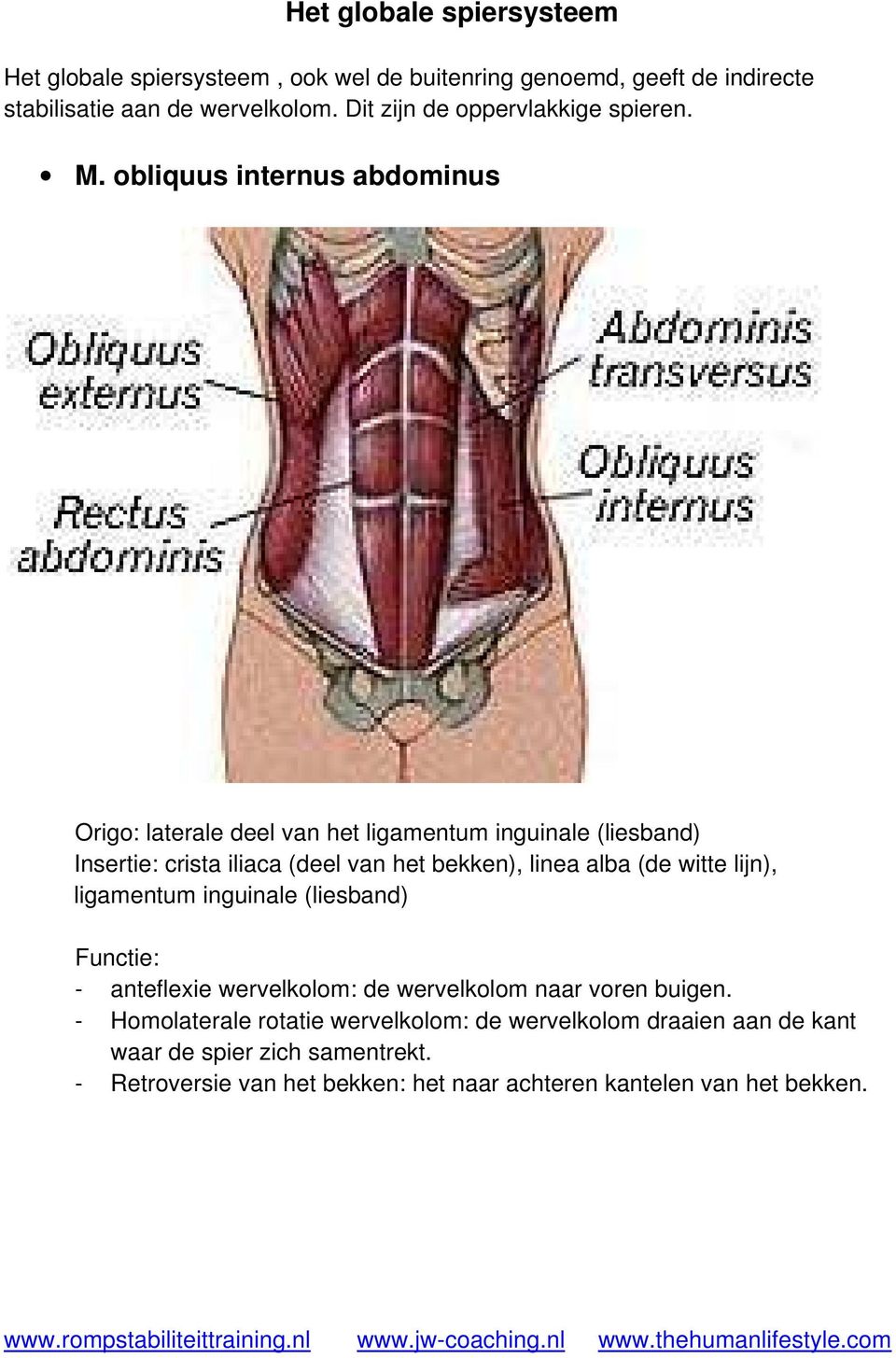 obliquus internus abdominus Origo: laterale deel van het ligamentum inguinale (liesband) Insertie: crista iliaca (deel van het bekken), linea alba (de