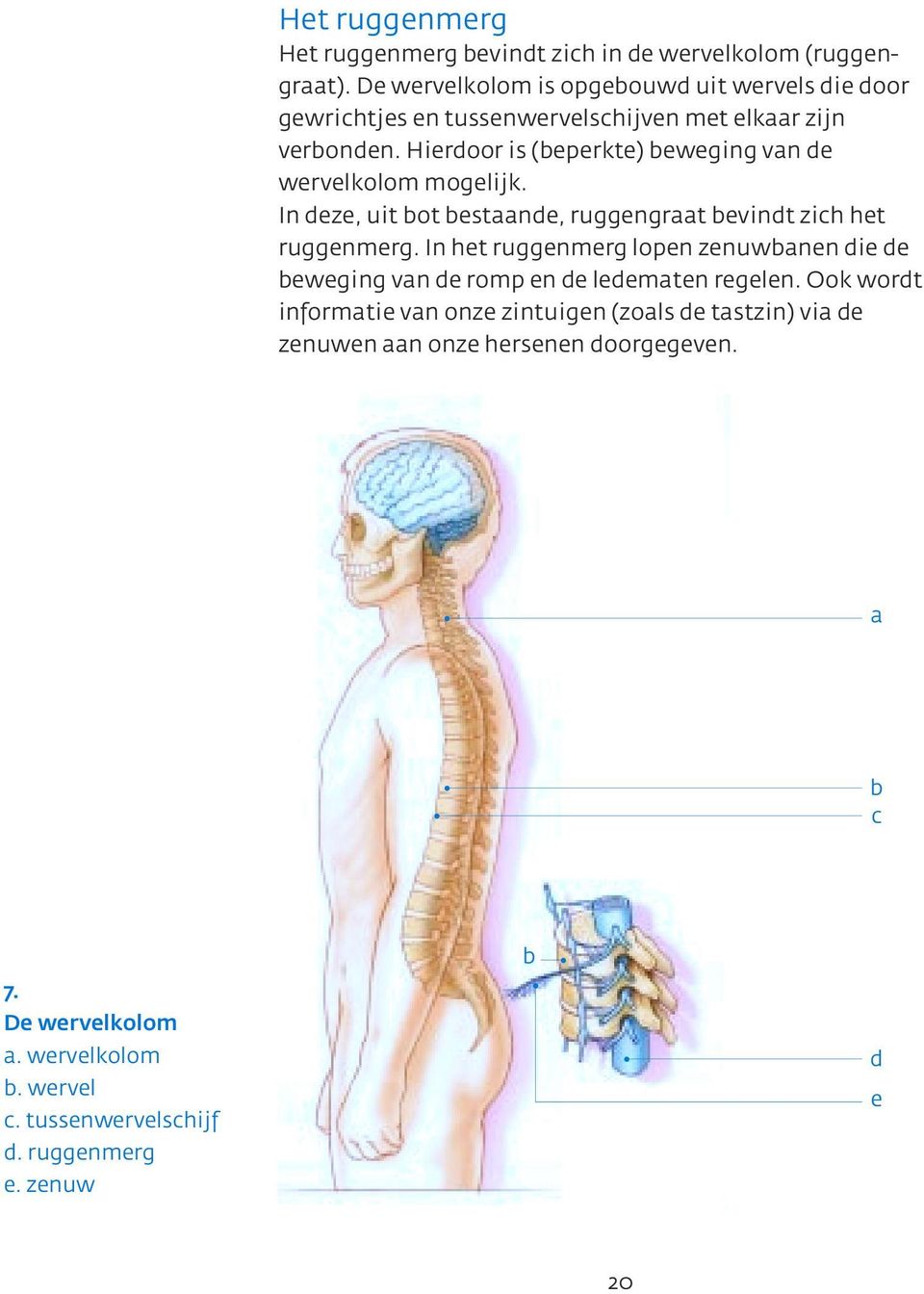 Hierdoor is (beperkte) beweging van de wervelkolom mogelijk. In deze, uit bot bestaande, ruggengraat bevindt zich het ruggenmerg.