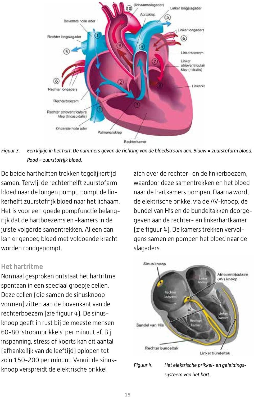 Het is voor een goede pompfunctie belangrijk dat de hartboezems en -kamers in de juiste volgorde samentrekken. Alleen dan kan er genoeg bloed met voldoende kracht worden rondgepompt.