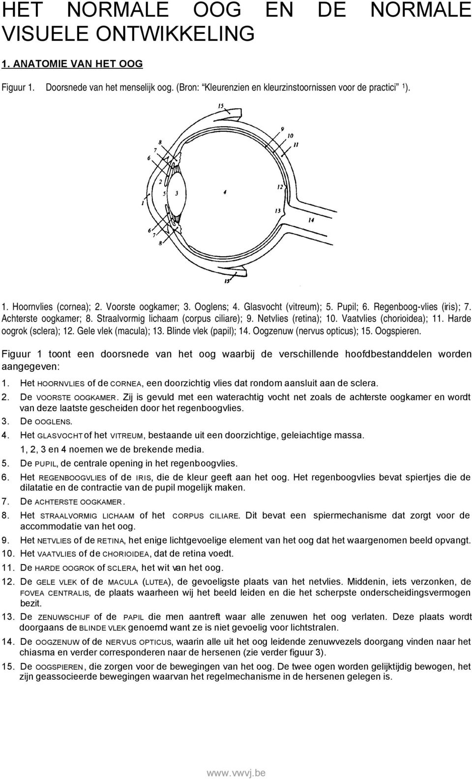 Vaatvlies (chorioidea); 11. Harde oogrok (sclera); 12. Gele vlek (macula); 13. Blinde vlek (papil); 14. Oogzenuw (nervus opticus); 15. Oogspieren.