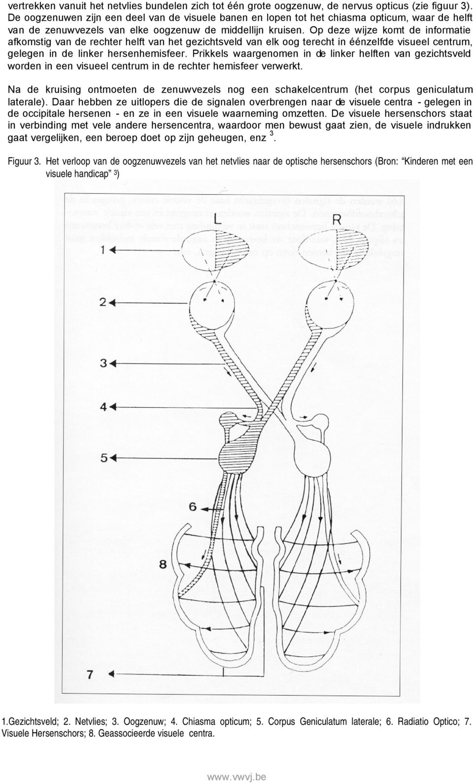 Op deze wijze komt de informatie afkomstig van de rechter helft van het gezichtsveld van elk oog terecht in éénzelfde visueel centrum, gelegen in de linker hersenhemisfeer.