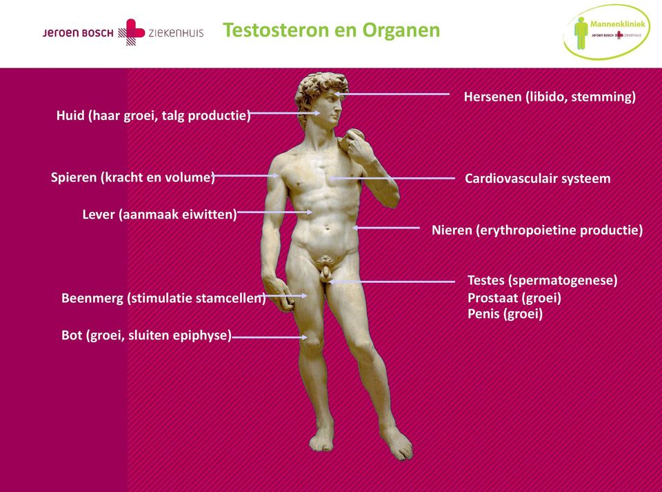 systeem Nieren (erythropoietine productie) Beenmerg (stimulatie stamcellen)