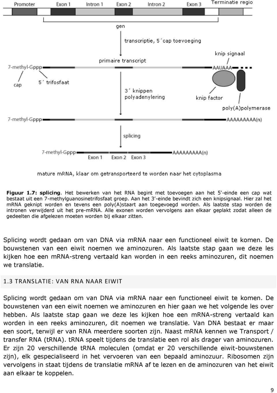 Alle exonen worden vervolgens aan elkaar geplakt zodat alleen de gedeelten die afgelezen moeten worden bij elkaar zitten. Splicing wordt gedaan om van DNA via mrna naar een functioneel eiwit te komen.