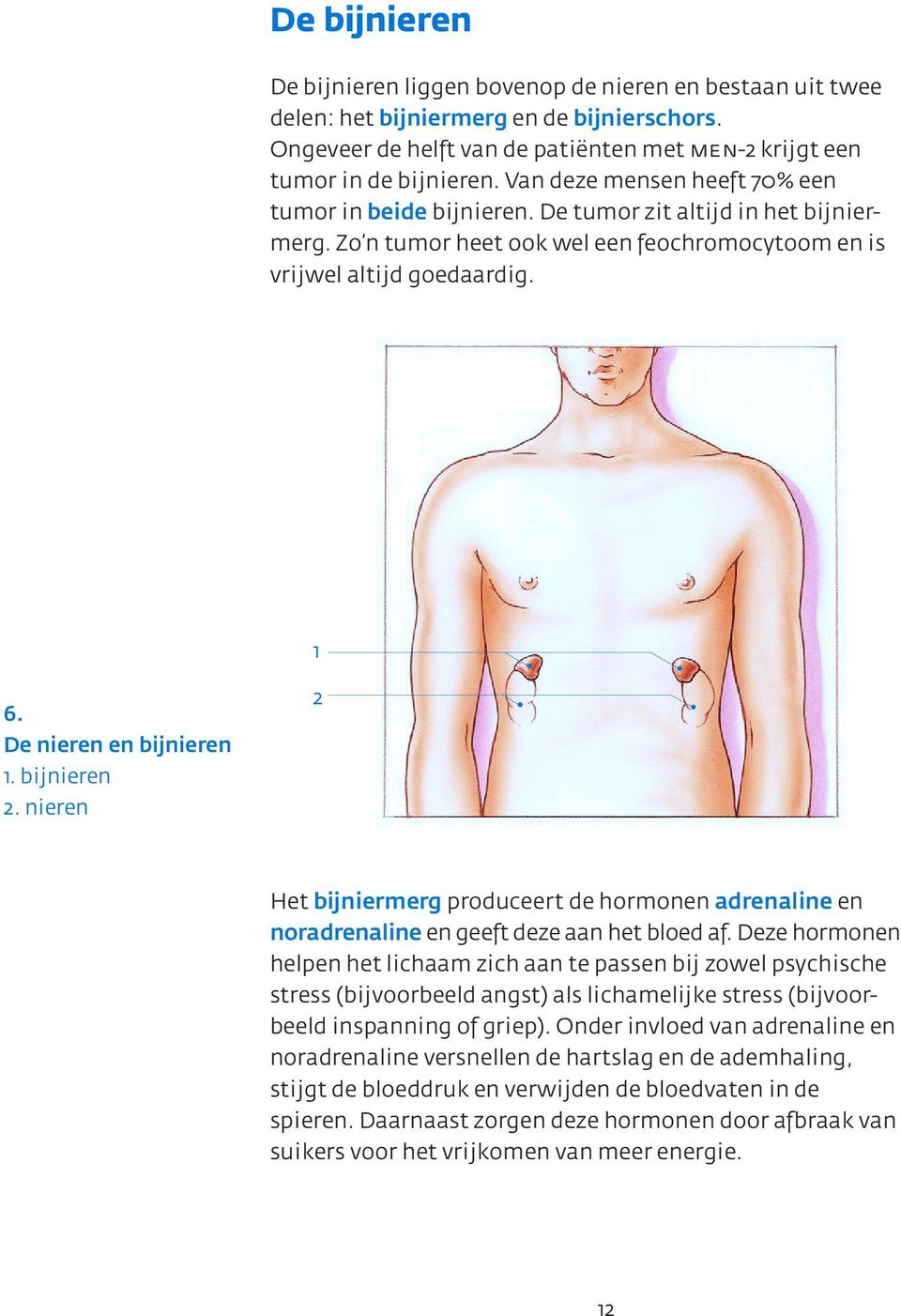 De nieren en bijnieren 1. bijnieren 2. nieren 2 Het bijniermerg produceert de hormonen adrenaline en noradrenaline en geeft deze aan het bloed af.