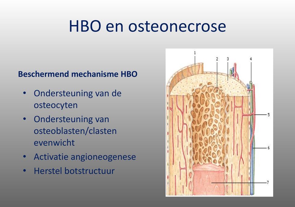 Ondersteuning van osteoblasten/clasten