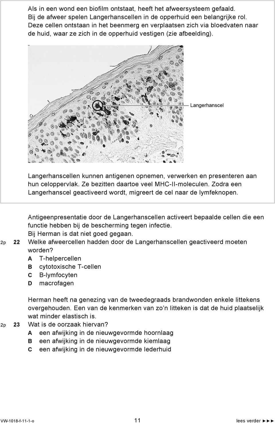 Langerhanscellen kunnen antigenen opnemen, verwerken en presenteren aan hun celoppervlak. Ze bezitten daartoe veel MHC-II-moleculen.