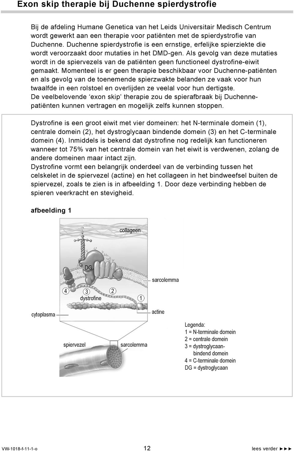 Als gevolg van deze mutaties wordt in de spiervezels van de patiënten geen functioneel dystrofine-eiwit gemaakt.