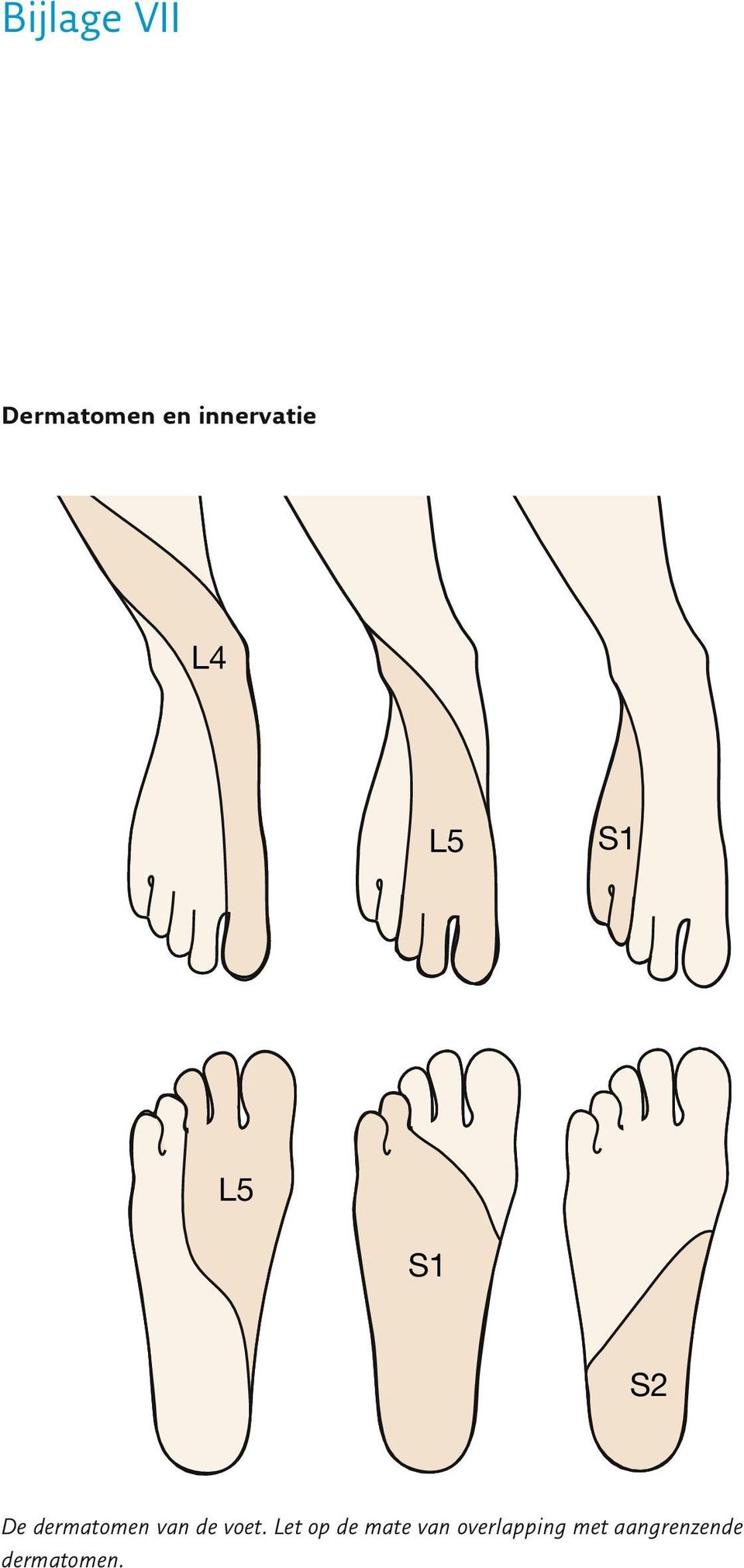 dermatomen van de voet.