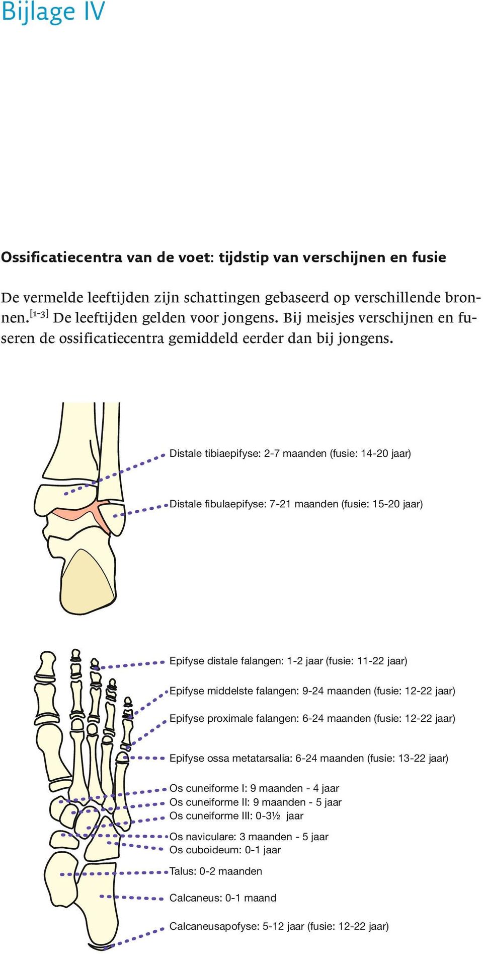 Distale tibiaepifyse: 2-7 maanden (fusie: 14-20 jaar) Distale fibulaepifyse: 7-21 maanden (fusie: 15-20 jaar) Epifyse distale falangen: 1-2 jaar (fusie: 11-22 jaar) Epifyse middelste falangen: 9-24