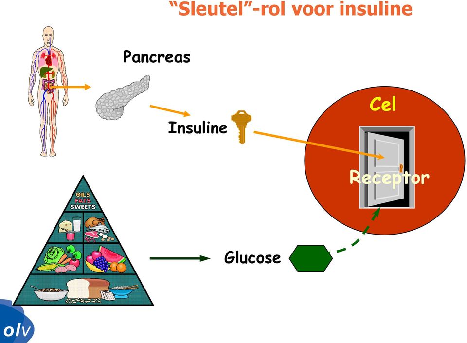 insuline Pancreas