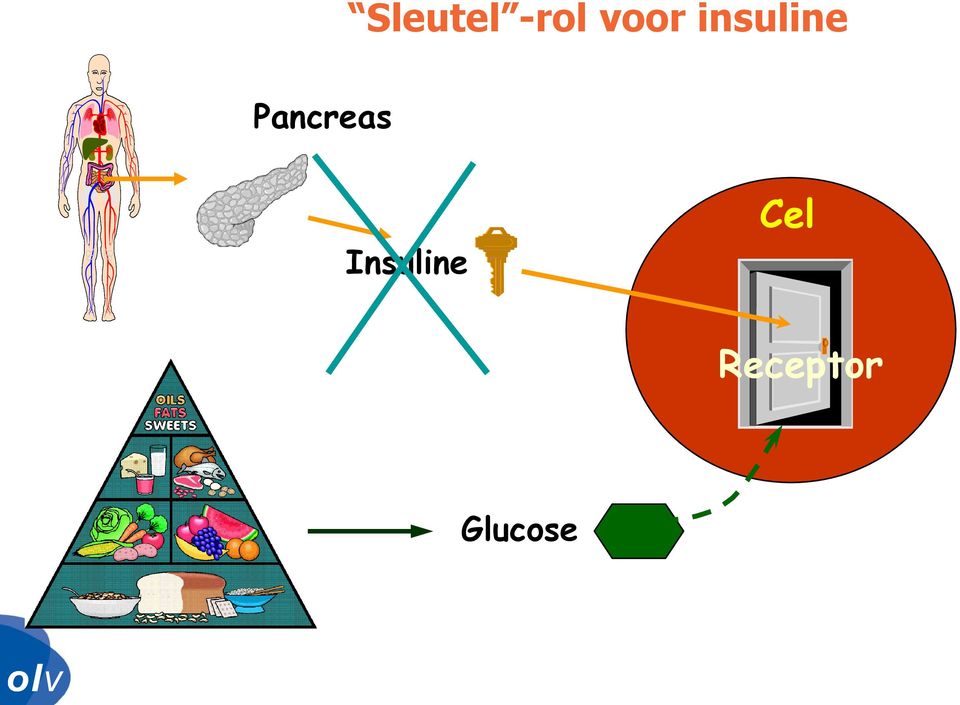 insuline Pancreas