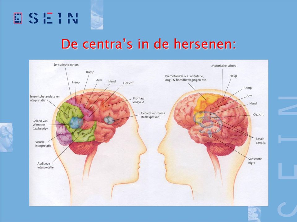 hersenen: