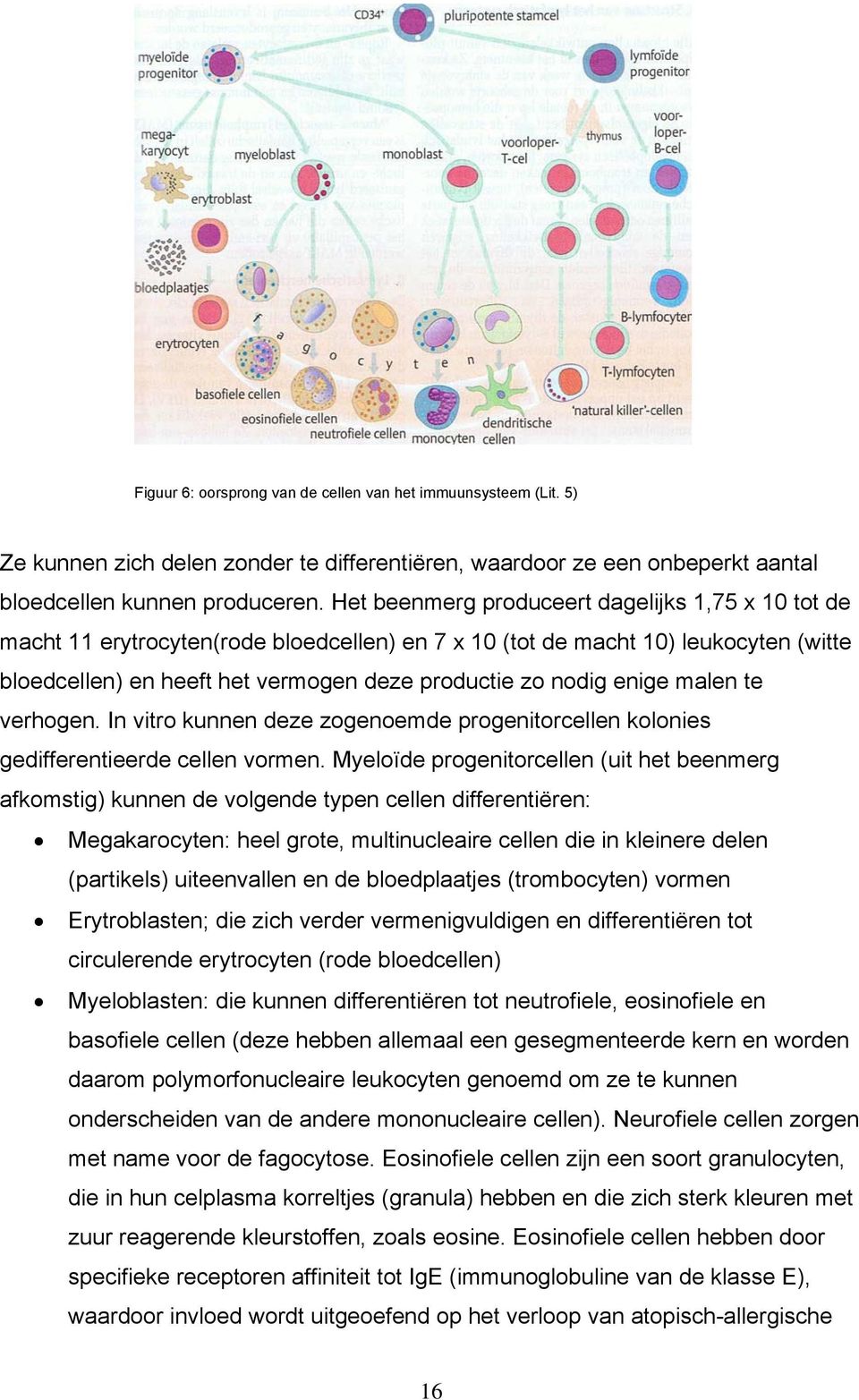 enige malen te verhogen. In vitro kunnen deze zogenoemde progenitorcellen kolonies gedifferentieerde cellen vormen.