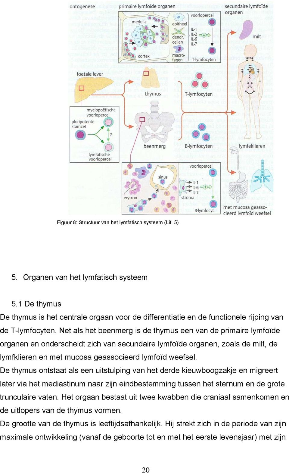 Net als het beenmerg is de thymus een van de primaire lymfoïde organen en onderscheidt zich van secundaire lymfoïde organen, zoals de milt, de lymfklieren en met mucosa geassocieerd lymfoïd weefsel.