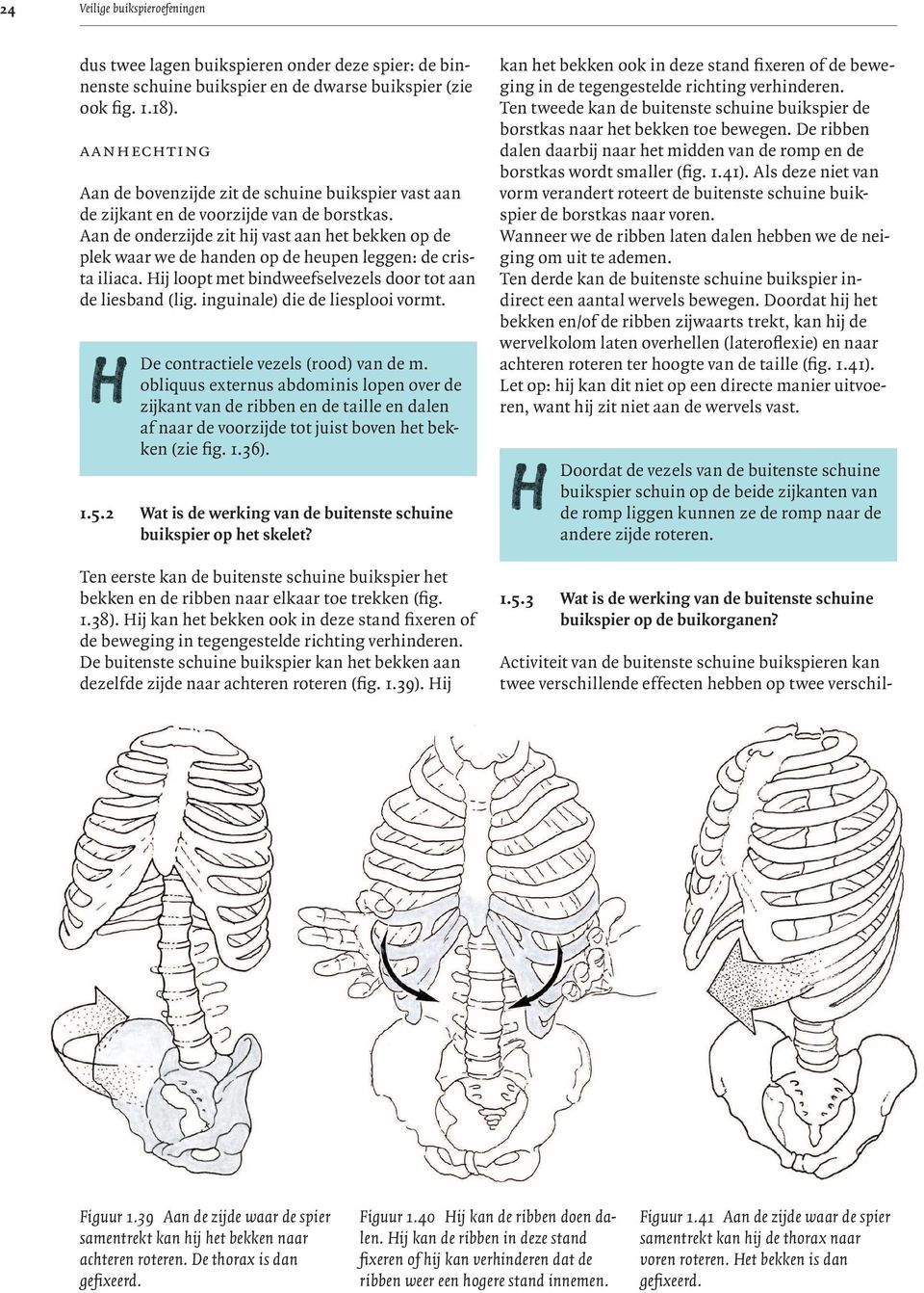 Aan de onderzijde zit hij vast aan het bekken op de plek waar we de handen op de heupen leggen: de crista iliaca. Hij loopt met bindweefselvezels door tot aan de liesband (lig.