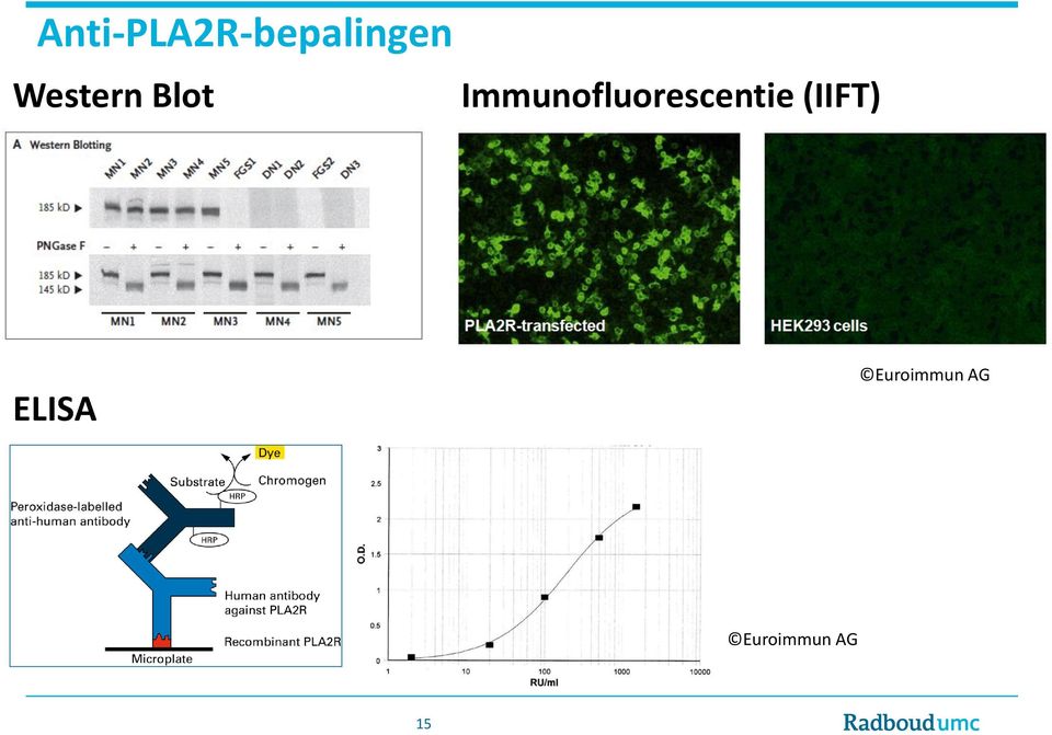 Immunofluorescentie