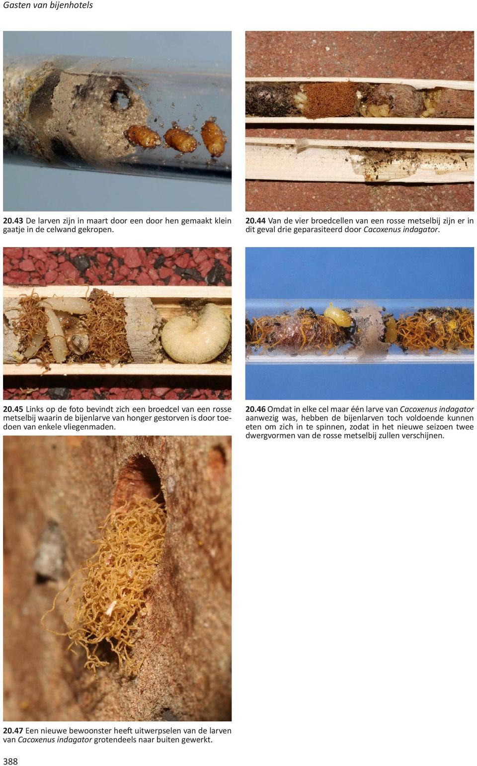 46 Omdat in elke cel maar één larve van Cacoxenus indagator aanwezig was, hebben de bijenlarven toch voldoende kunnen eten om zich in te spinnen, zodat in het nieuwe seizoen twee