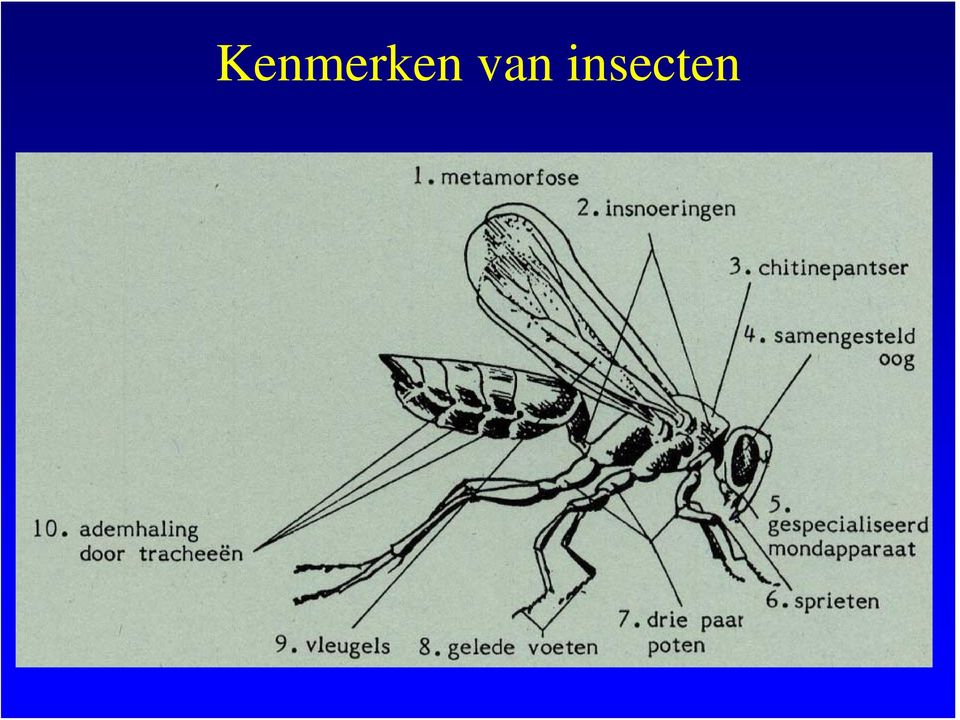 insecten