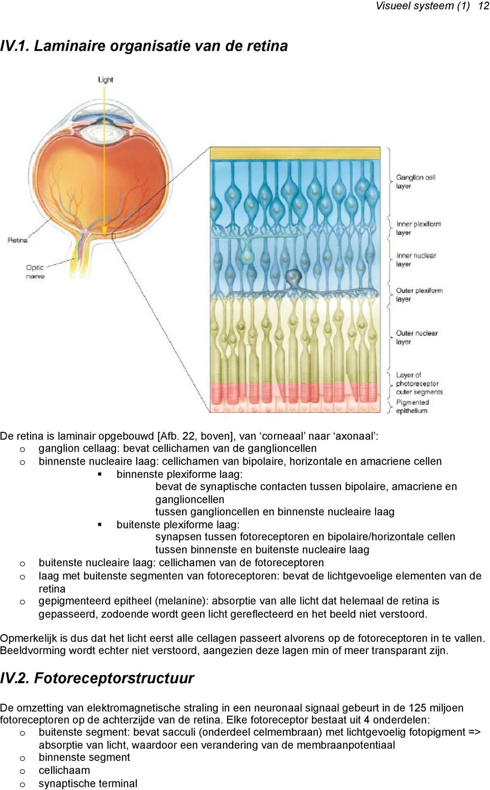 plexiforme laag: bevat de synaptische contacten tussen bipolaire, amacriene en ganglioncellen tussen ganglioncellen en binnenste nucleaire laag buitenste plexiforme laag: synapsen tussen