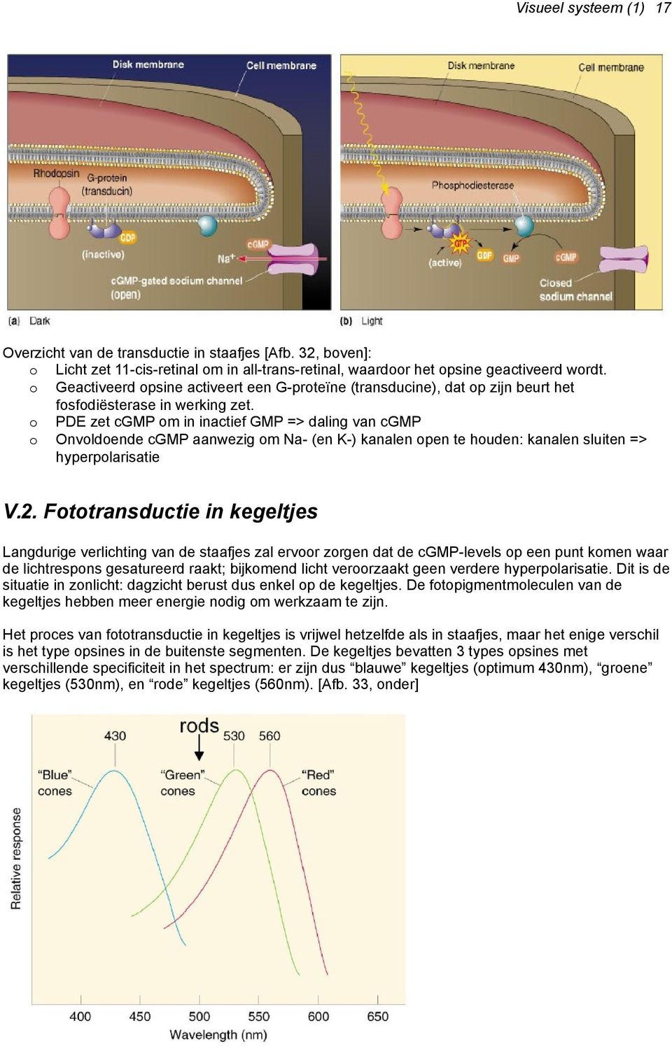 o PDE zet cgmp om in inactief GMP => daling van cgmp o Onvoldoende cgmp aanwezig om Na- (en K-) kanalen open te houden: kanalen sluiten => hyperpolarisatie V.2.