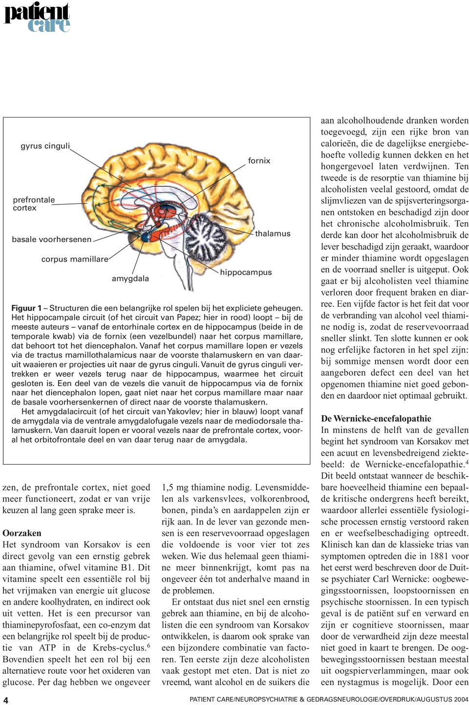 vezelbundel) naar het corpus mamillare, dat behoort tot het diencephalon.