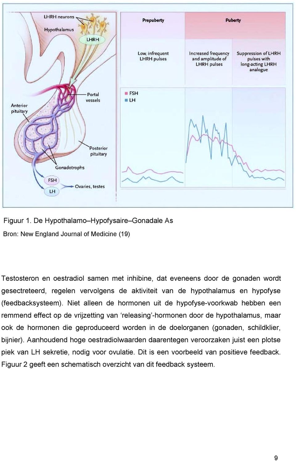 regelen vervolgens de aktiviteit van de hypothalamus en hypofyse (feedbacksysteem).