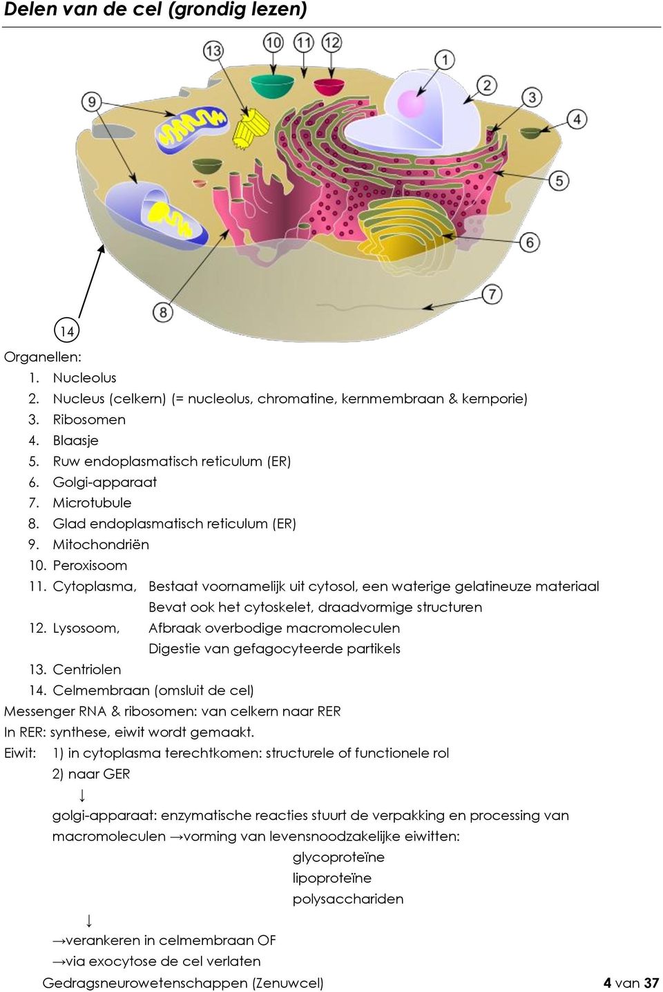 Cytoplasma, Bestaat voornamelijk uit cytosol, een waterige gelatineuze materiaal Bevat ook het cytoskelet, draadvormige structuren 12.