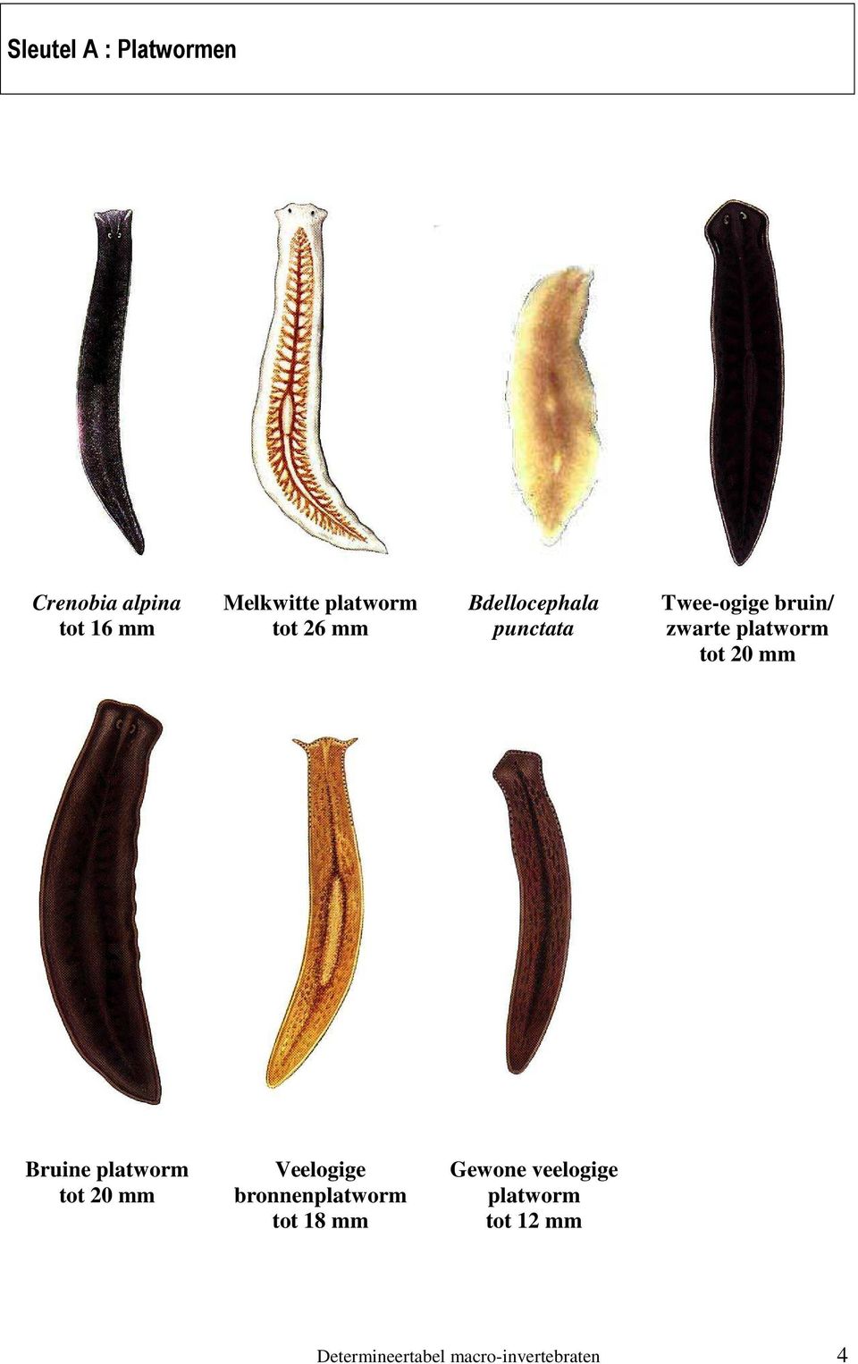 20 mm Bruine platworm tot 20 mm Veelogige bronnenplatworm tot 18 mm