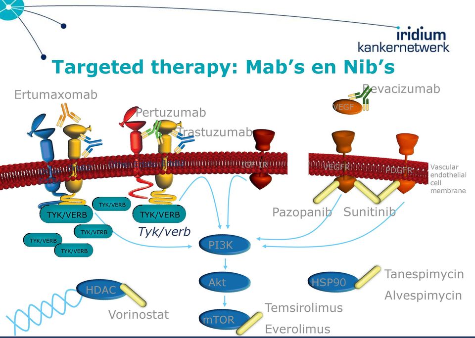 TYK/VERB TYK/VERB Tyk/verb PI3K HDAC Vorinostat Akt mtor HSP90 Temsirolimus Everolimus Tanespimycin Alvespimycin