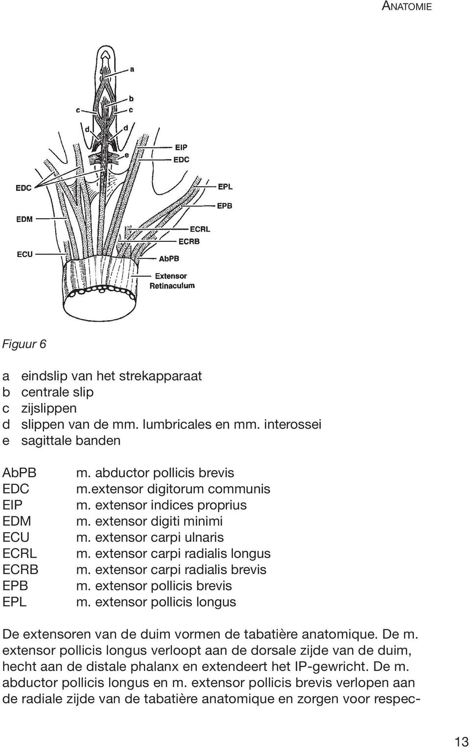 extensor carpi radialis brevis m. extensor pollicis brevis m. extensor pollicis longus De extensoren van de duim vormen de tabatière anatomique. De m.