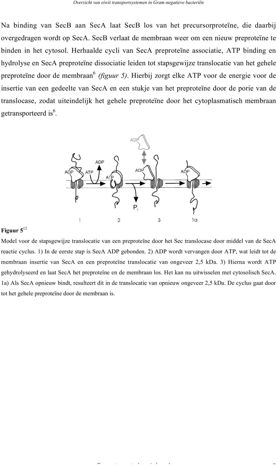 Hierbij zorgt elke ATP voor de energie voor de insertie van een gedeelte van SecA en een stukje van het preproteïne door de porie van de translocase, zodat uiteindelijk het gehele preproteïne door