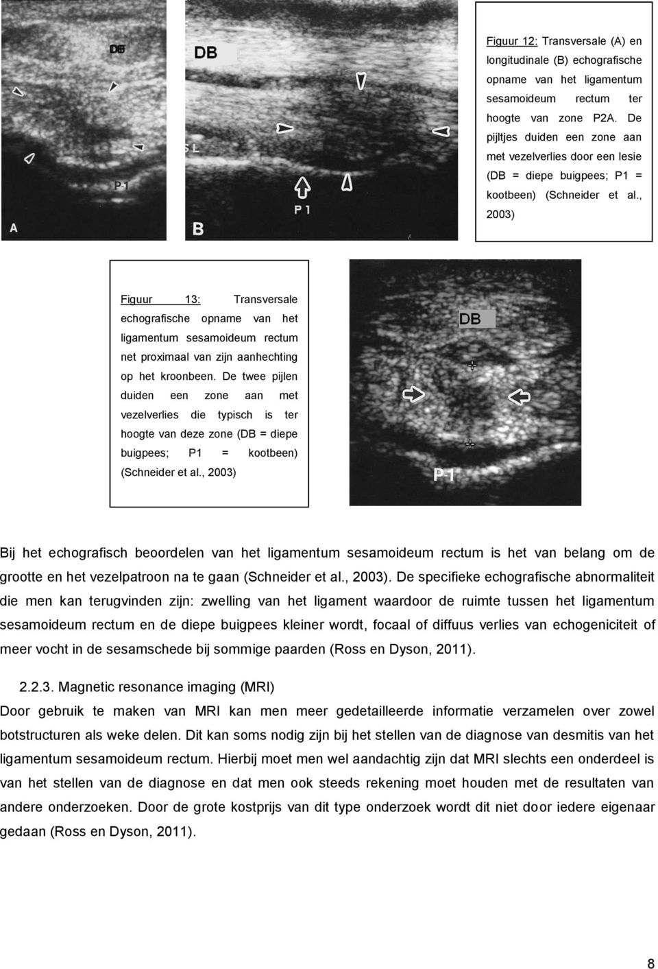 , 2003) Figuur 13: Transversale echografische opname van het ligamentum sesamoideum rectum net proximaal van zijn aanhechting op het kroonbeen.