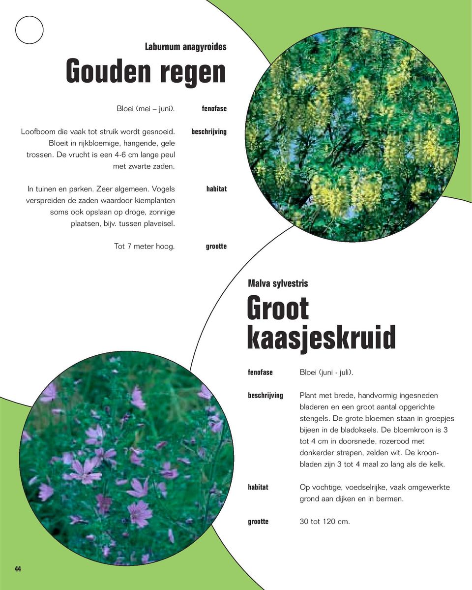 Malva sylvestris Groot kaasjeskruid Bloei (juni - juli). Plant met brede, handvormig ingesneden bladeren en een groot aantal opgerichte stengels.