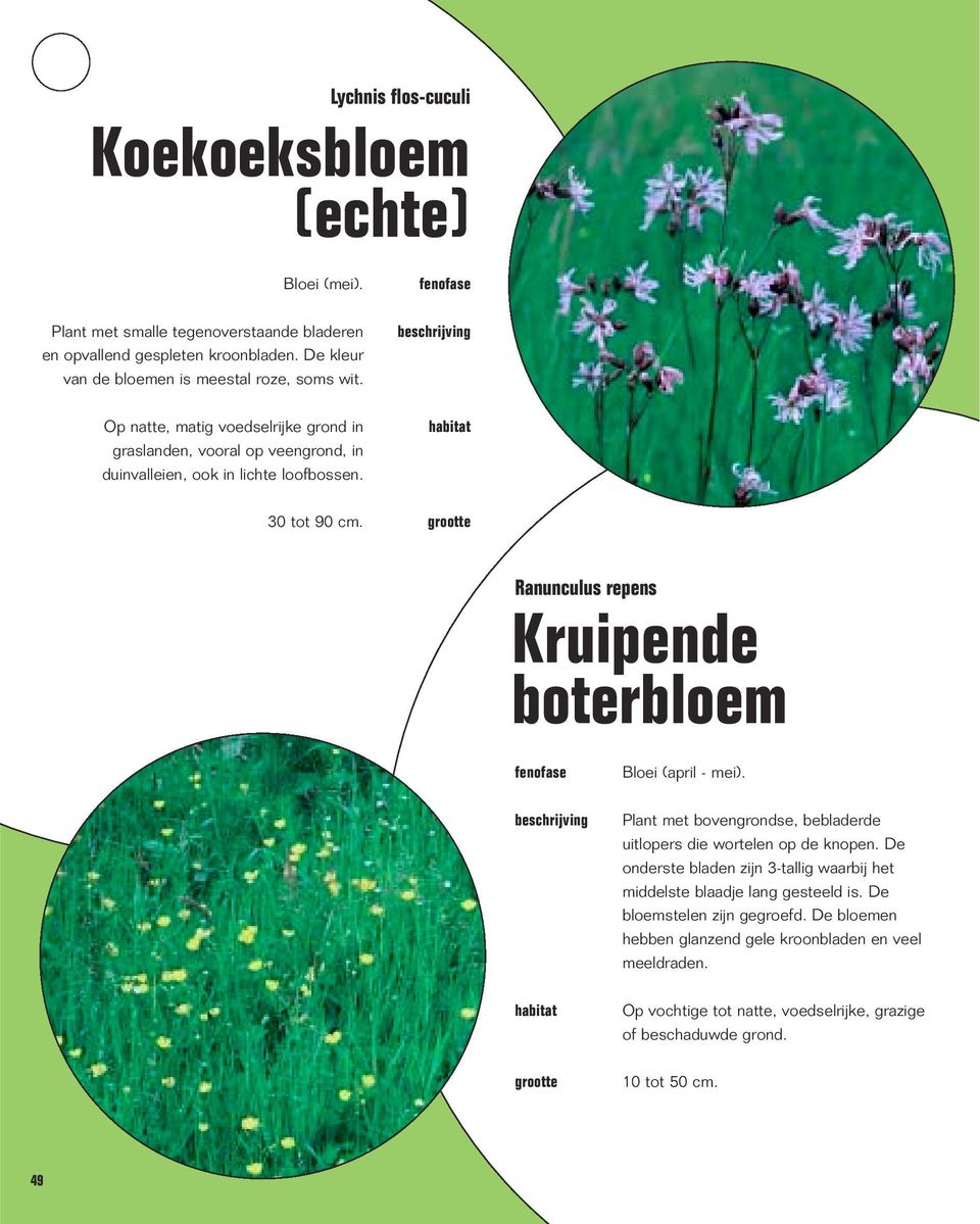 30 tot 90 cm. Ranunculus repens Kruipende boterbloem Bloei (april - mei). Plant met bovengrondse, bebladerde uitlopers die wortelen op de knopen.