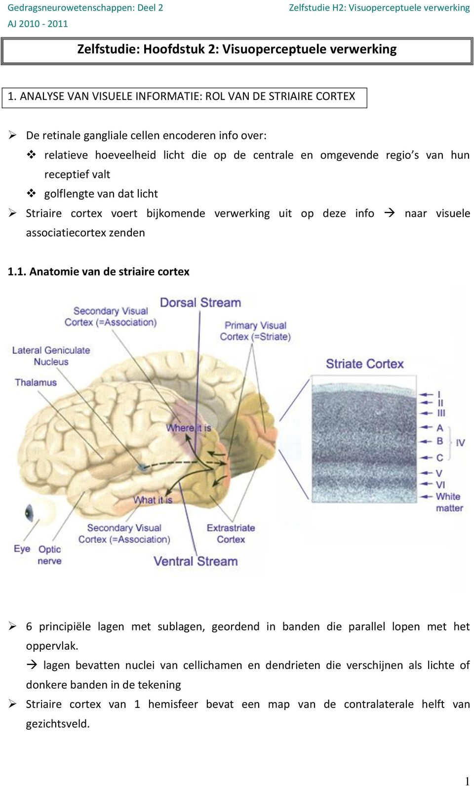 van hun receptief valt golflengte van dat licht Striaire cortex voert bijkomende verwerking uit op deze info naar visuele associatiecortex zenden 1.