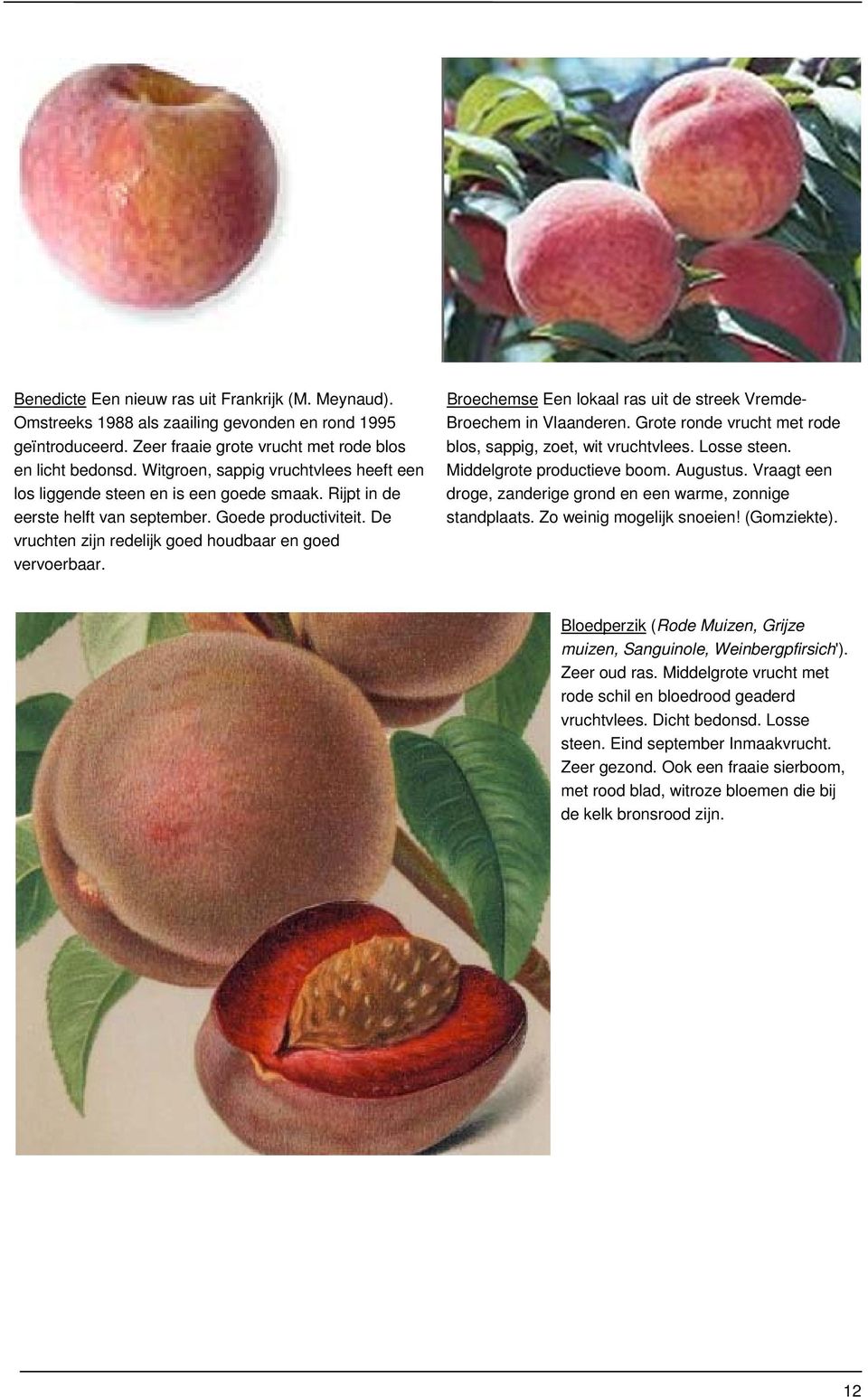 De vruchten zijn redelijk goed houdbaar en goed vervoerbaar. Broechemse Een lokaal ras uit de streek Vremde- Broechem in Vlaanderen. Grote ronde vrucht met rode blos, sappig, zoet, wit vruchtvlees.