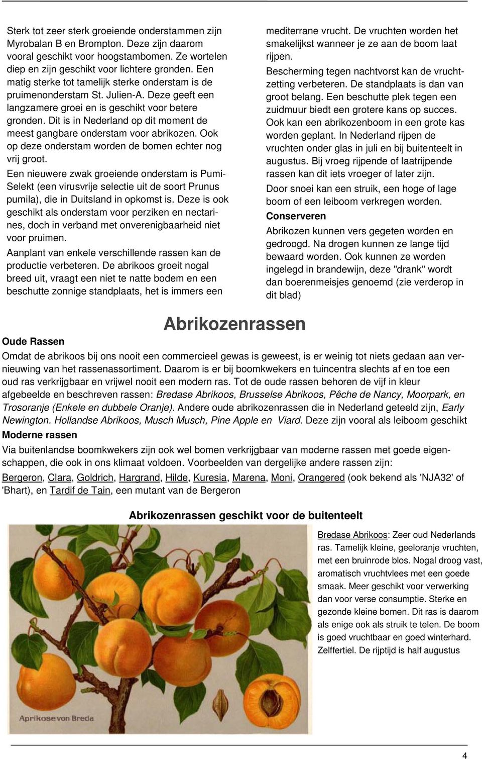 Dit is in Nederland op dit moment de meest gangbare onderstam voor abrikozen. Ook op deze onderstam worden de bomen echter nog vrij groot.