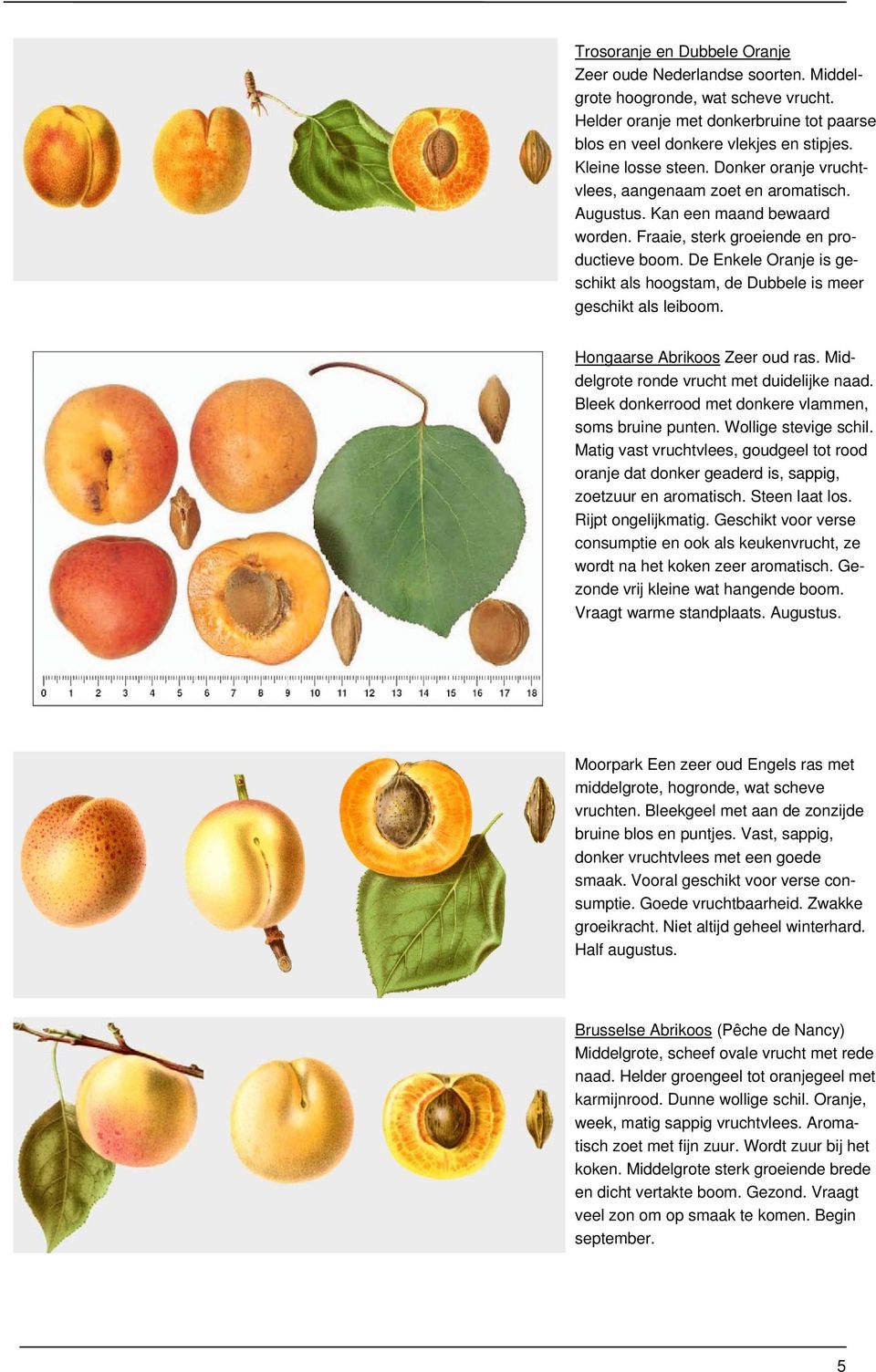 De Enkele Oranje is geschikt als hoogstam, de Dubbele is meer geschikt als leiboom. Hongaarse Abrikoos Zeer oud ras. Middelgrote ronde vrucht met duidelijke naad.