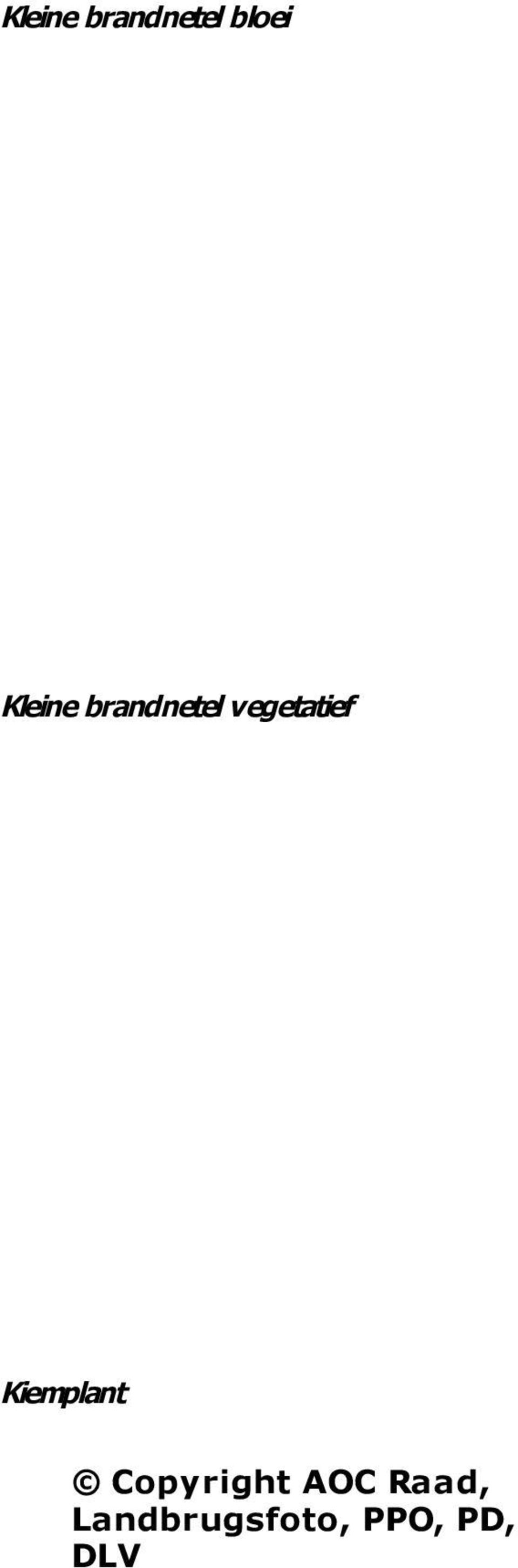 De donkergroene, tegenoverstaande bladeren zijn eivormig en ingesneden van ¼ tot ½, de onderste bladstelen zijn langer dan het blad. De bloemtrossen staan recht open zijn even lang als de bladstelen.