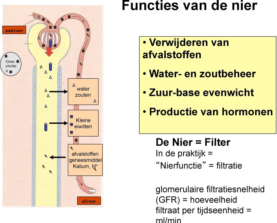 evenwicht Productie van hormonen De Nier = Filter In de praktijk = Nierfunctie =