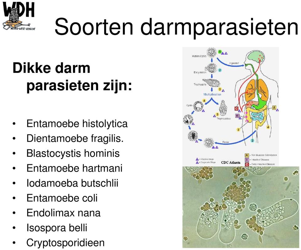Blastocystis hominis Entamoebe hartmani Iodamoeba