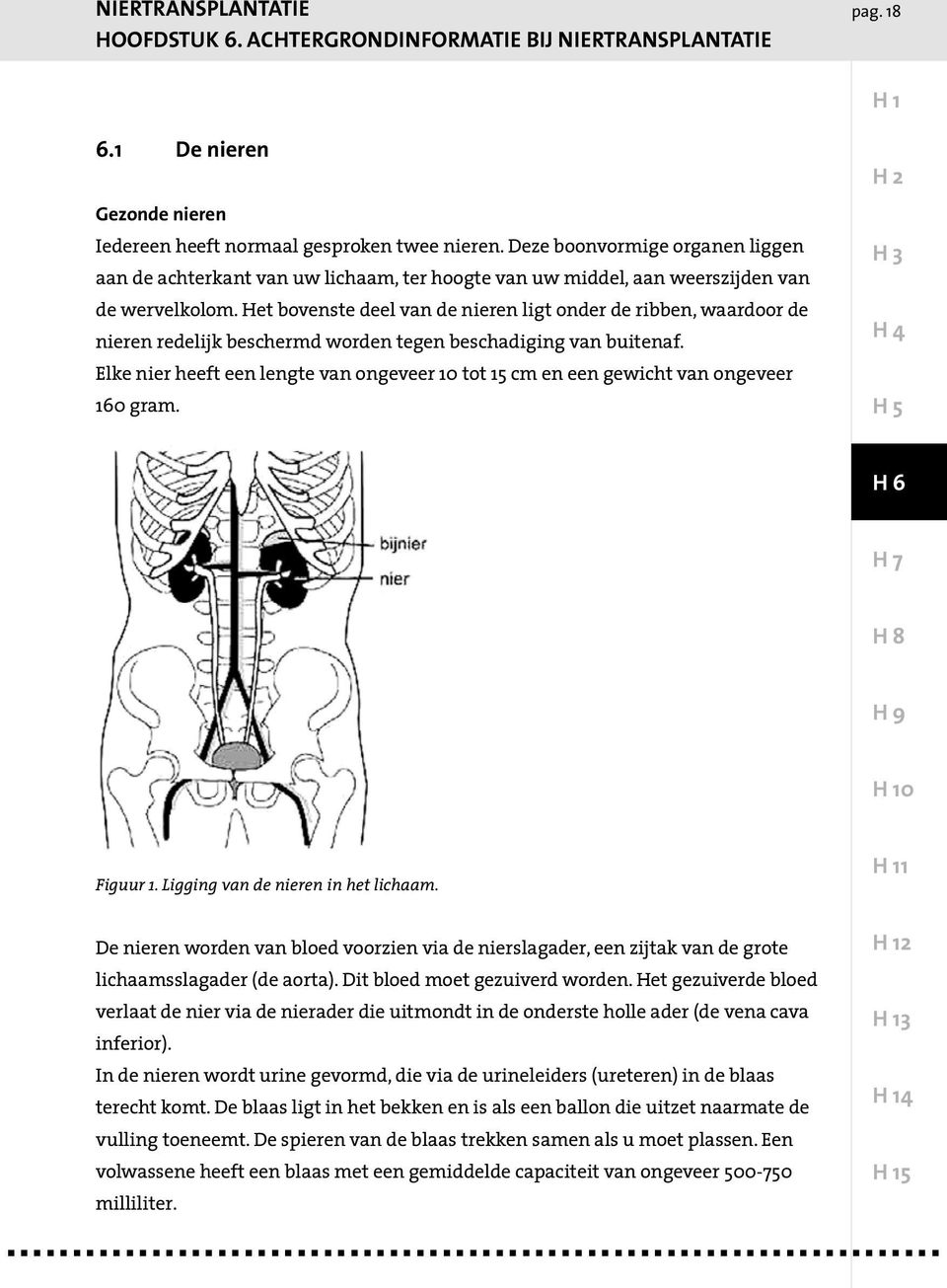 Het bovenste deel van de nieren ligt onder de ribben, waardoor de nieren redelijk beschermd worden tegen beschadiging van buitenaf.