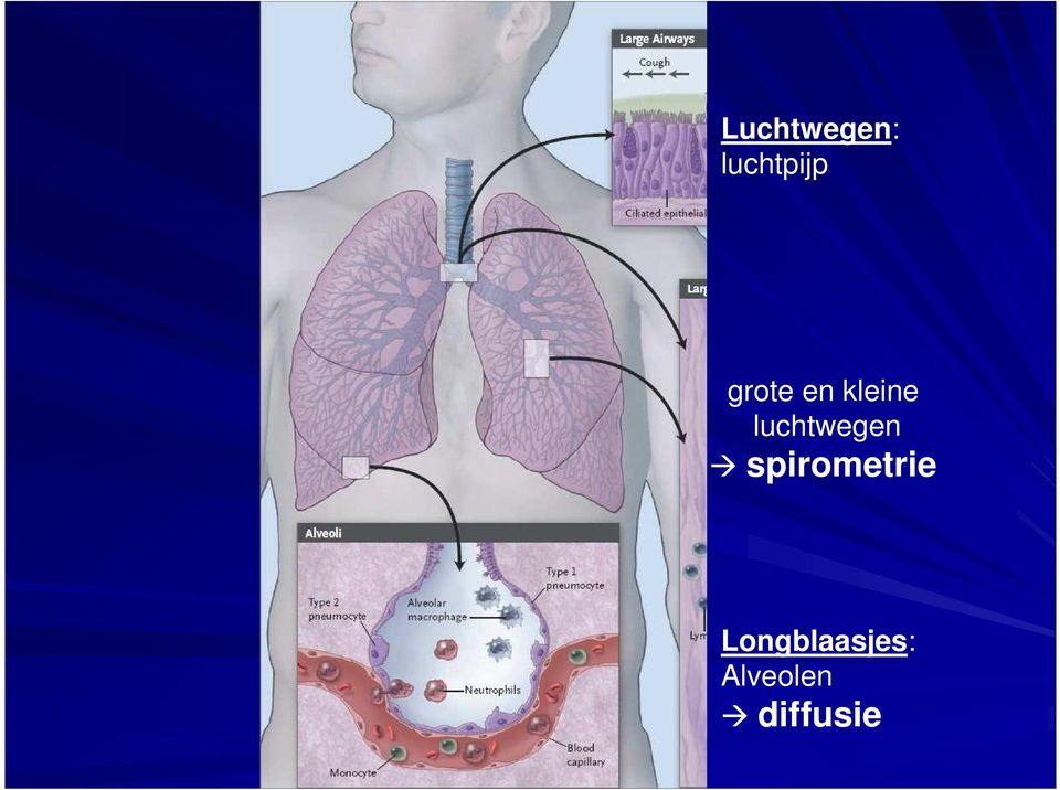 luchtwegen spirometrie