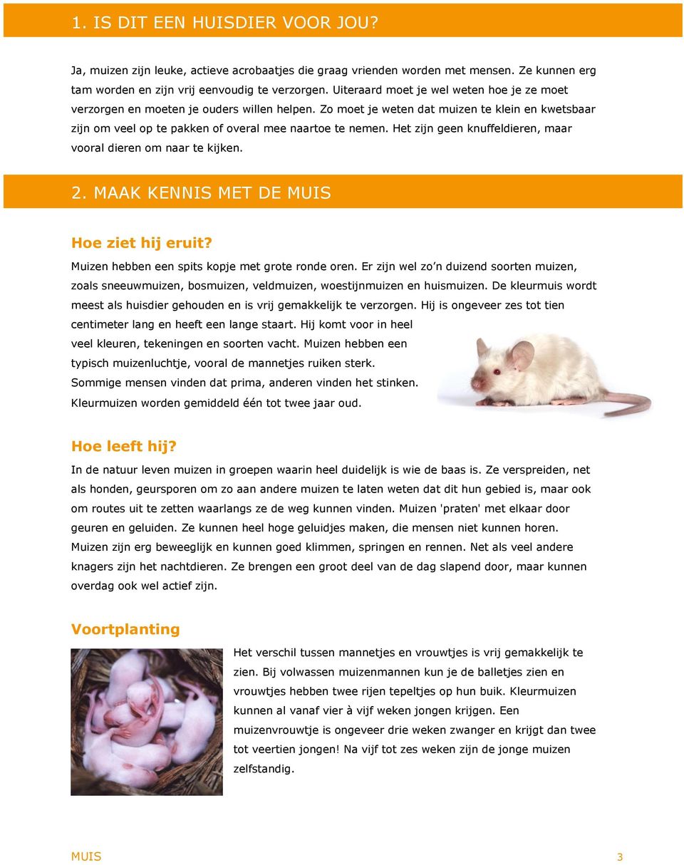 Het zijn geen knuffeldieren, maar vooral dieren om naar te kijken. 2. MAAK KENNIS MET DE MUIS Hoe ziet hij eruit? Muizen hebben een spits kopje met grote ronde oren.