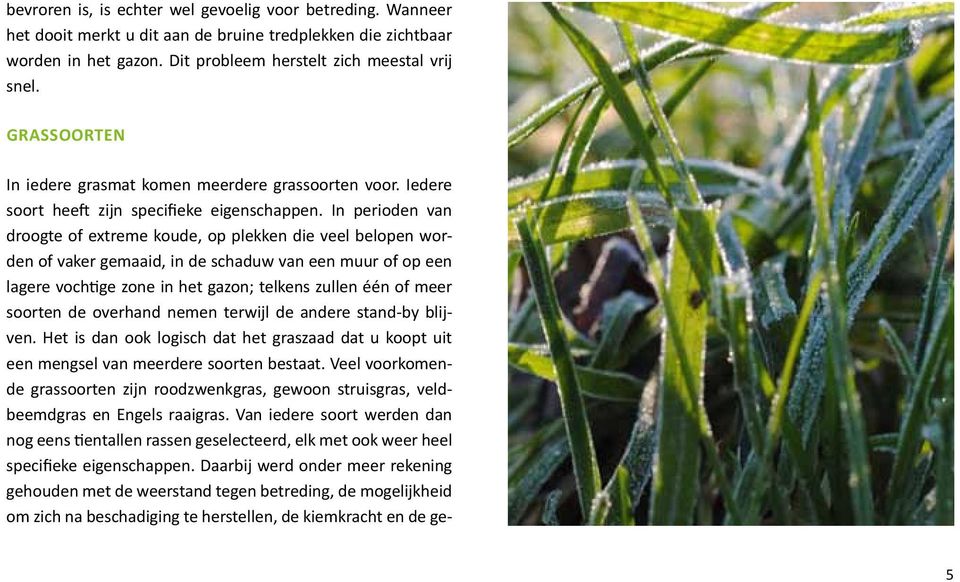 In perioden van droogte of extreme koude, op plekken die veel belopen worden of vaker gemaaid, in de schaduw van een muur of op een lagere vochtige zone in het gazon; telkens zullen één of meer