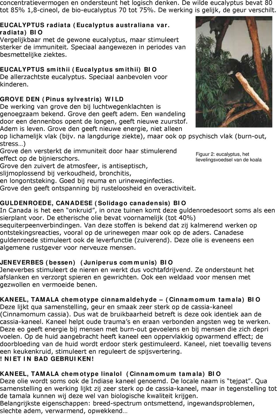 EUCALYPTUS smithii (Eucalyptus smithii) BIO De allerzachtste eucalyptus. Speciaal aanbevolen voor kinderen.