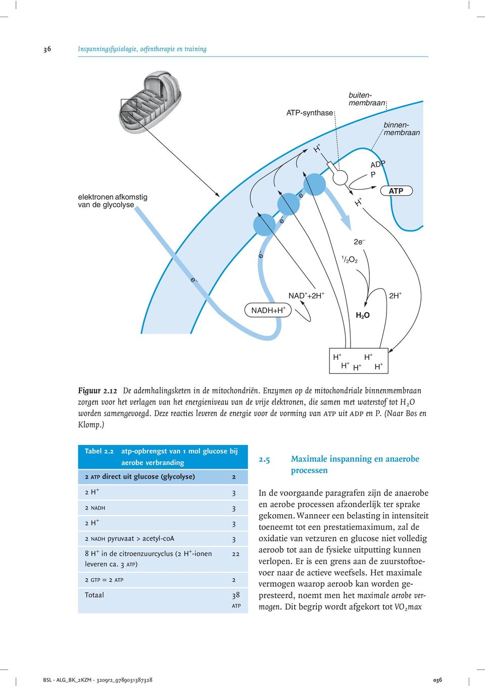 Enzymen op de mitochondriale binnenmembraan zorgen voor het verlagen van het energieniveau van de vrije elektronen, die samen met waterstof tot H 2 O worden samengevoegd.