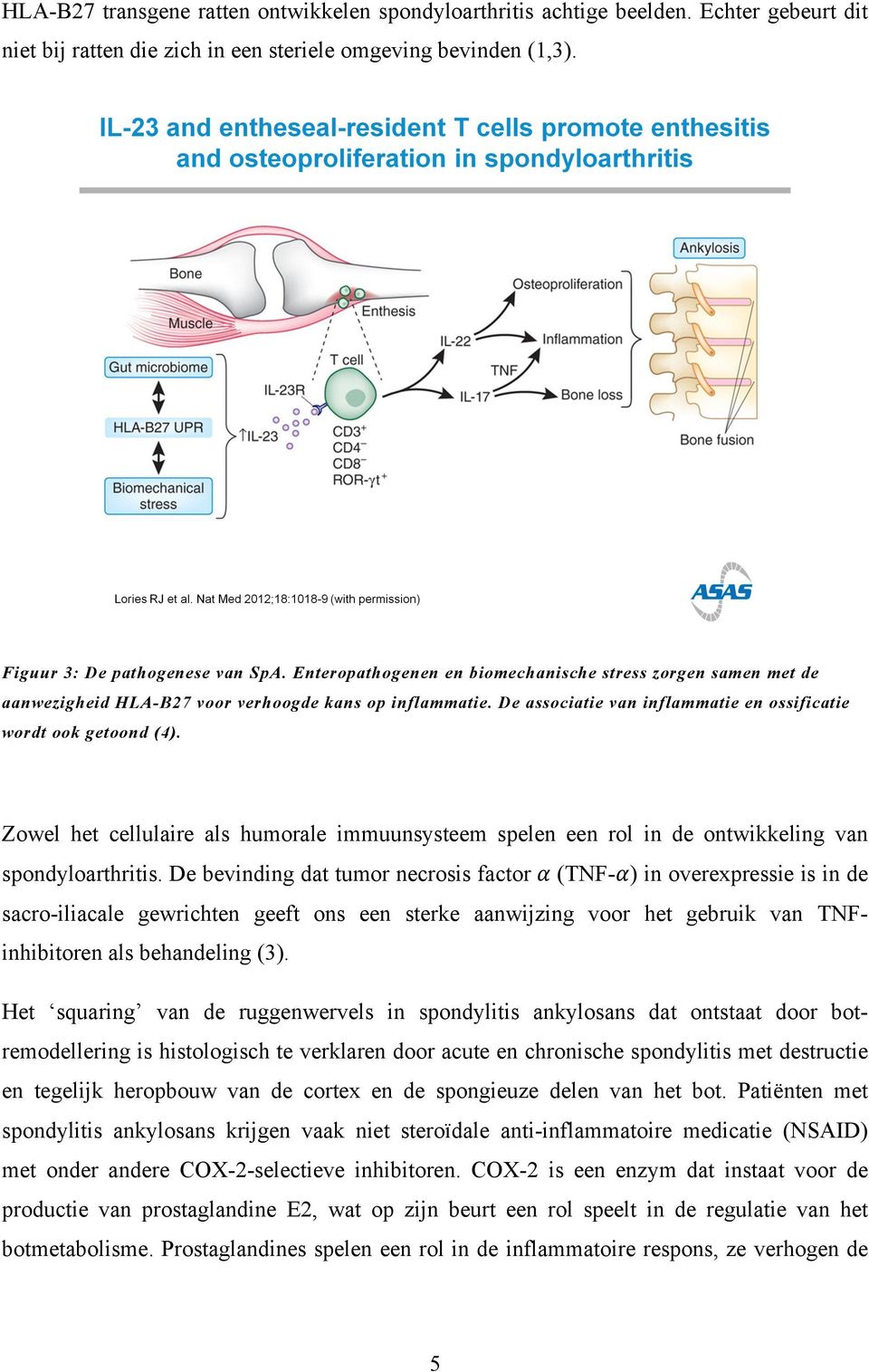 Zowel het cellulaire als humorale immuunsysteem spelen een rol in de ontwikkeling van spondyloarthritis.