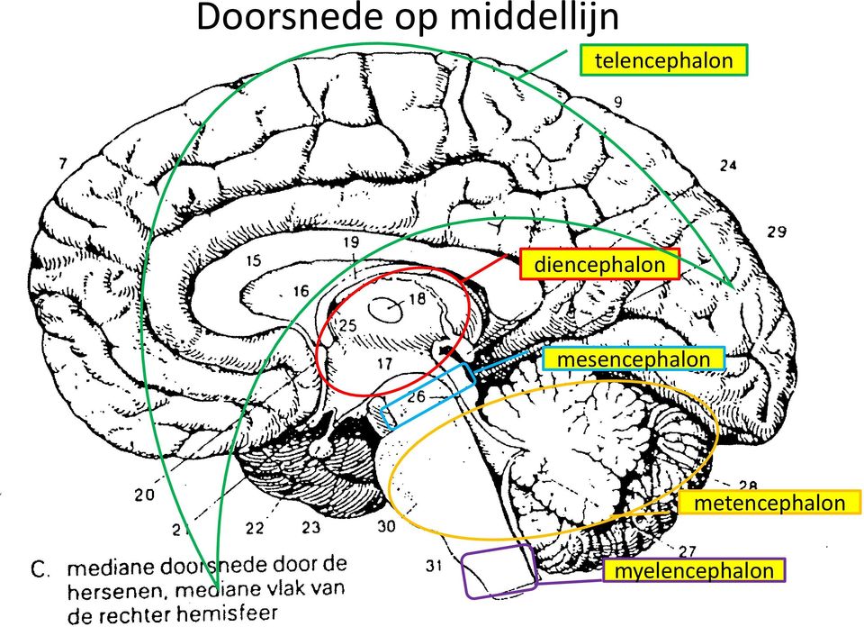 diencephalon